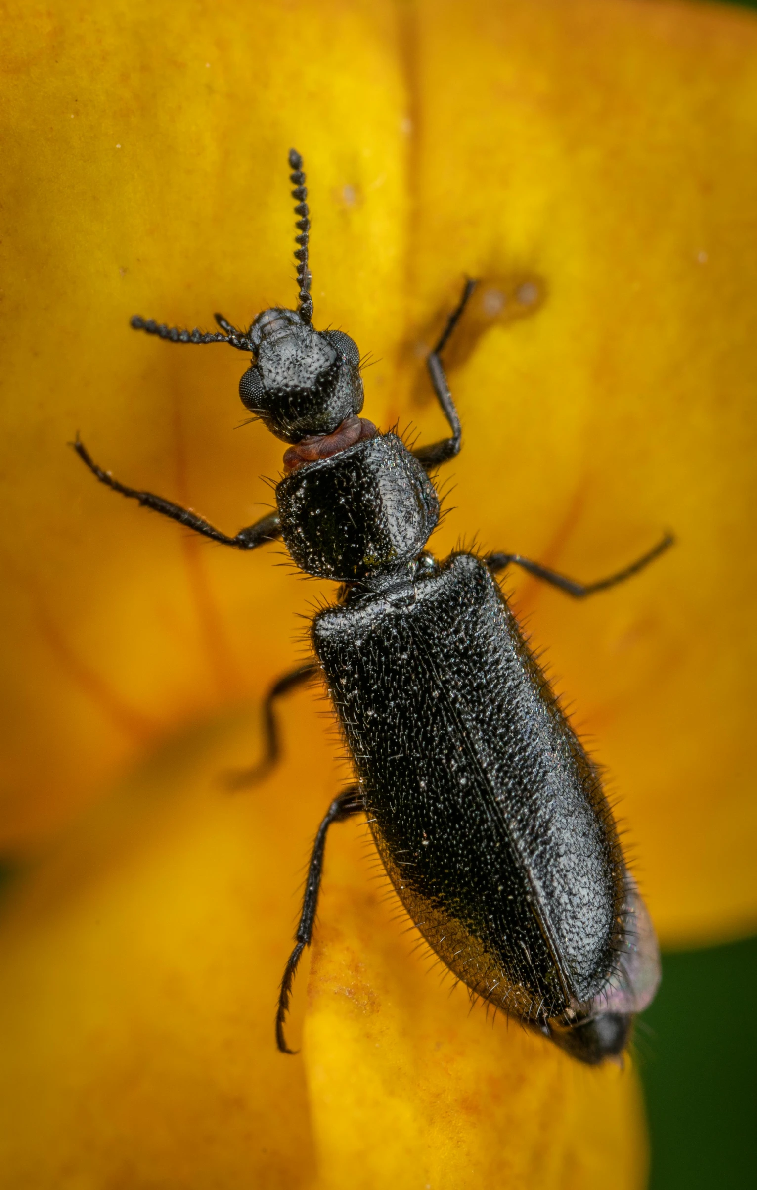 an insect standing on a yellow flower