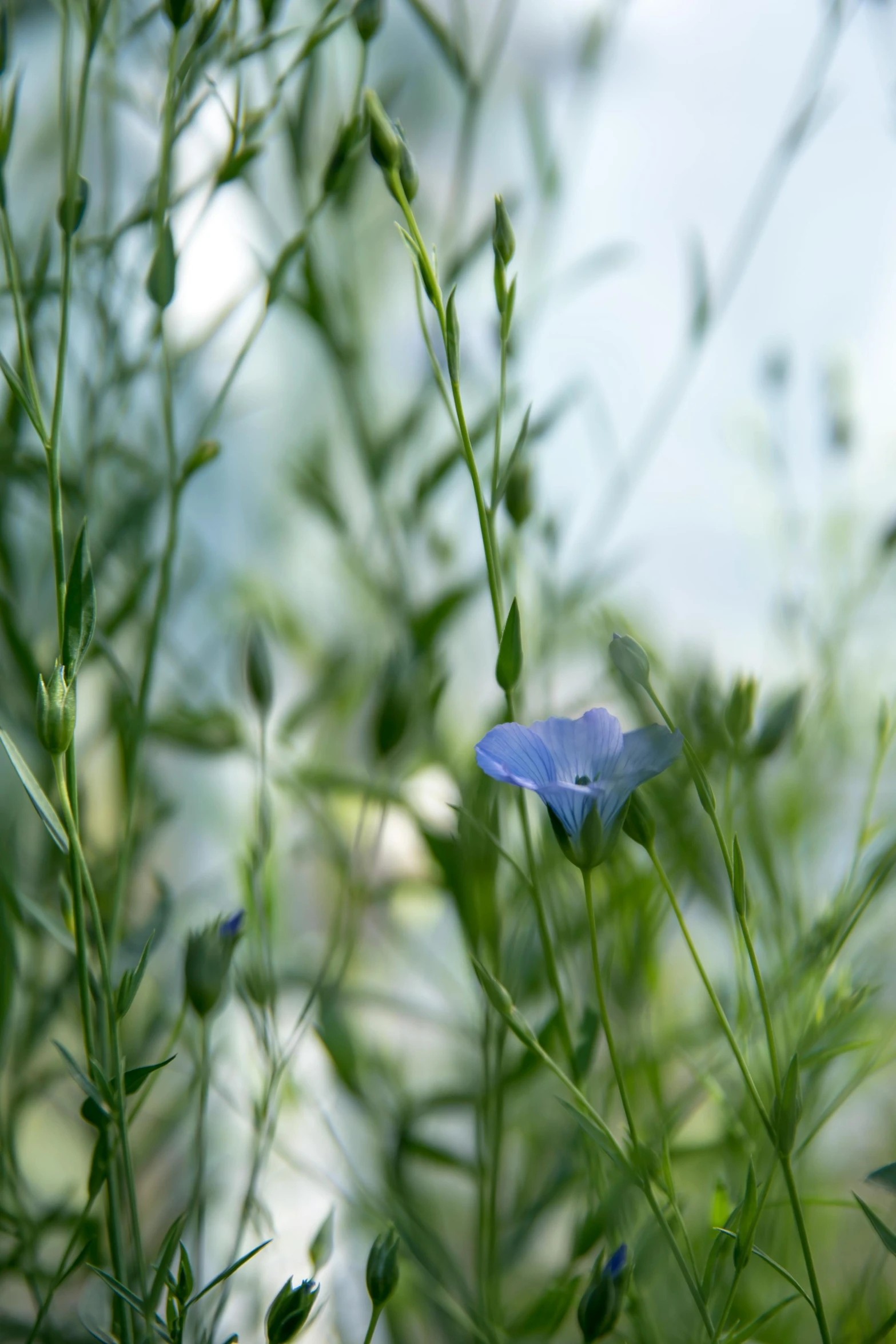 a blue flower surrounded by grass and plants