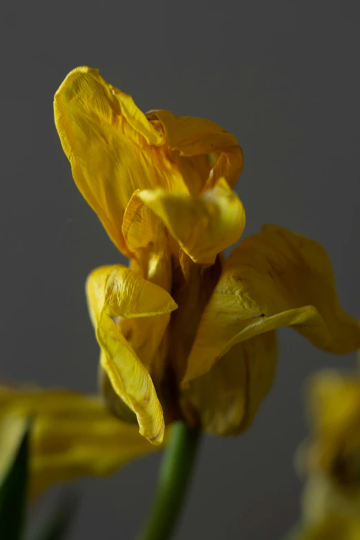 the side view of a yellow flower with green stem