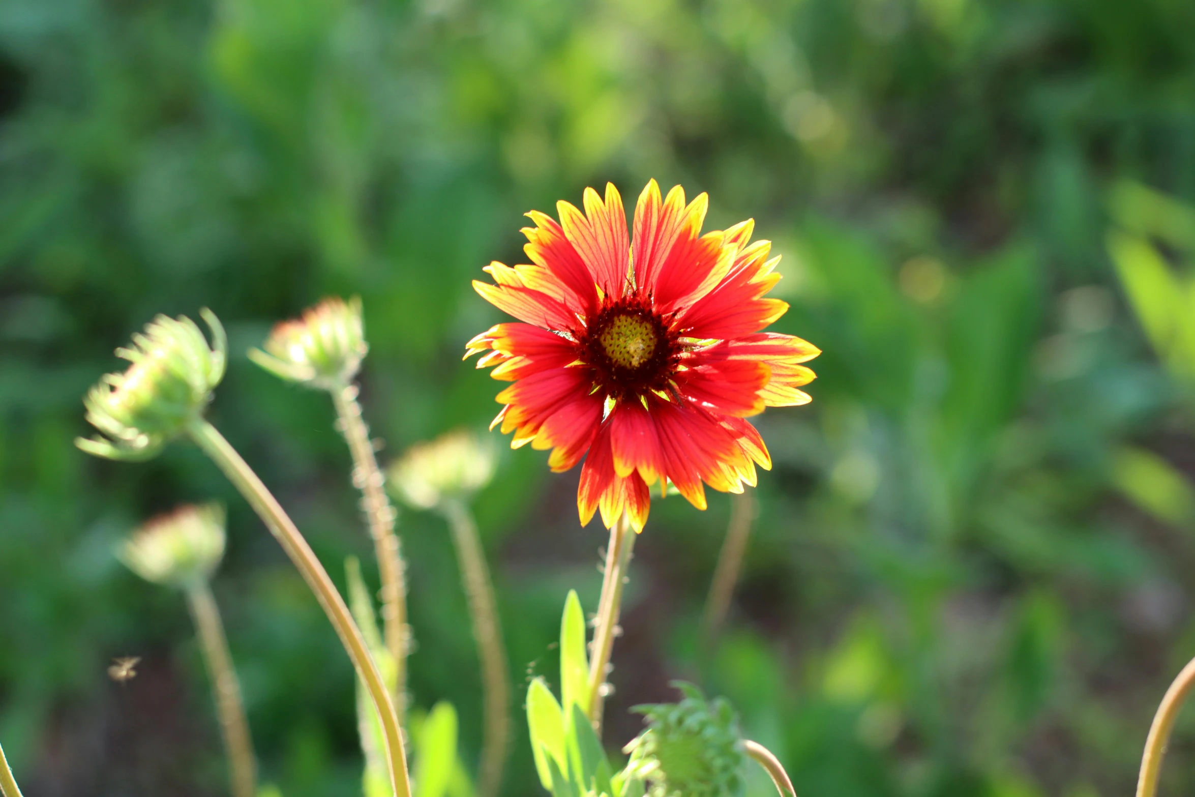 a red and yellow flower is in the wild