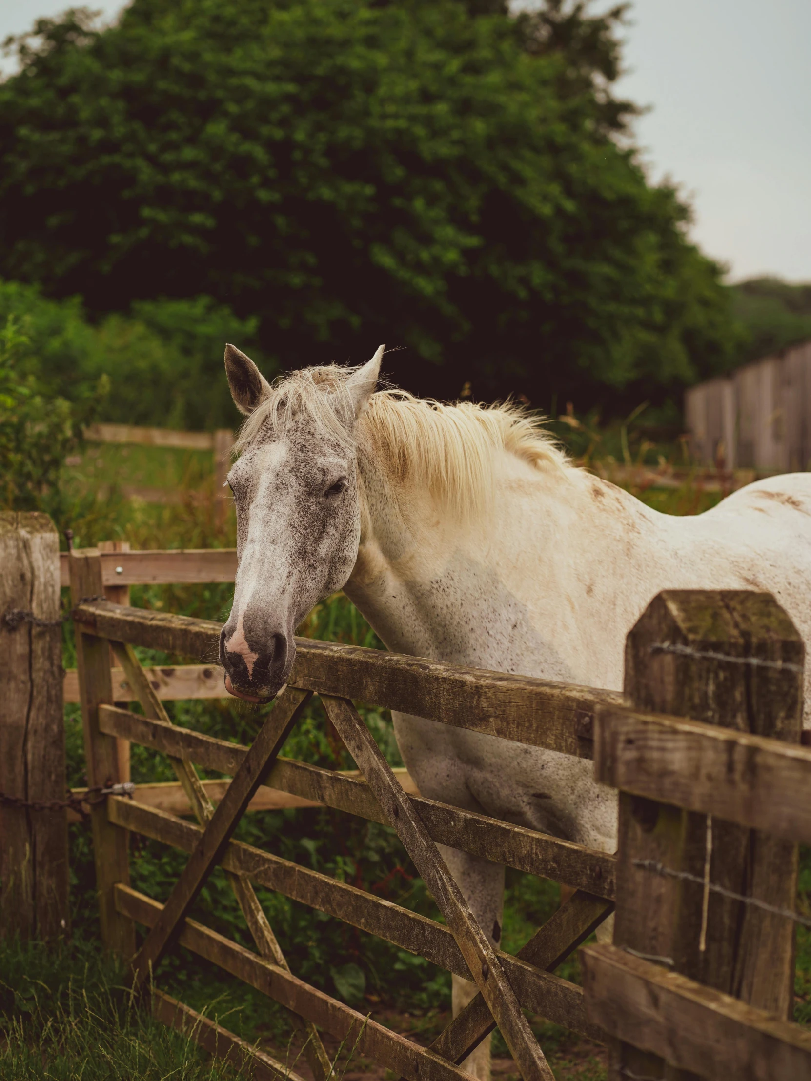 a horse with white hair is standing in the grass