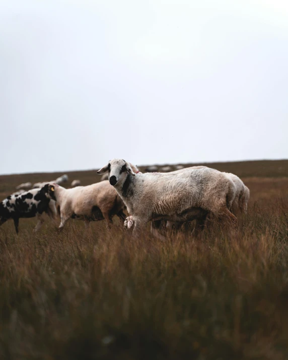 sheep are walking through a brown field, with other cows