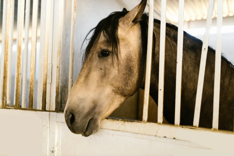 a brown and black horse standing next to a fence