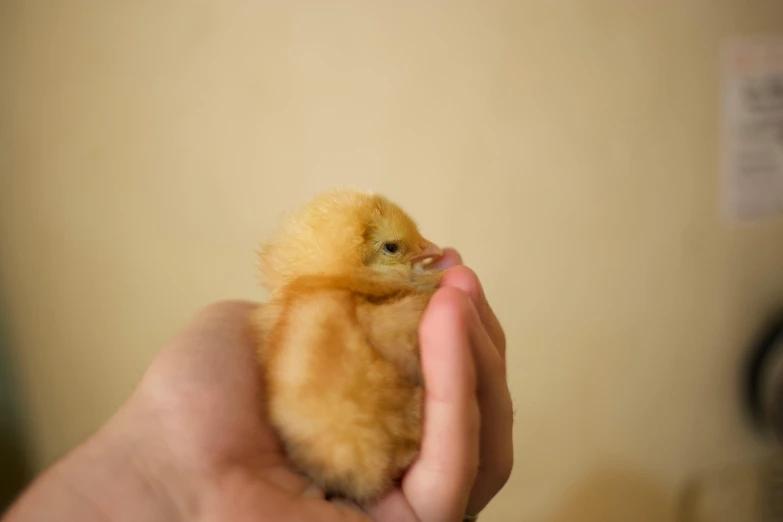 a little duckling sits in someone's hand