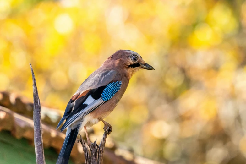 a bird perched on the tip of a wooden pole