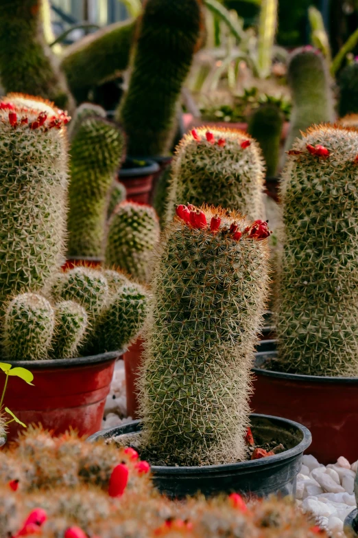 a group of cactus plants that are in pots