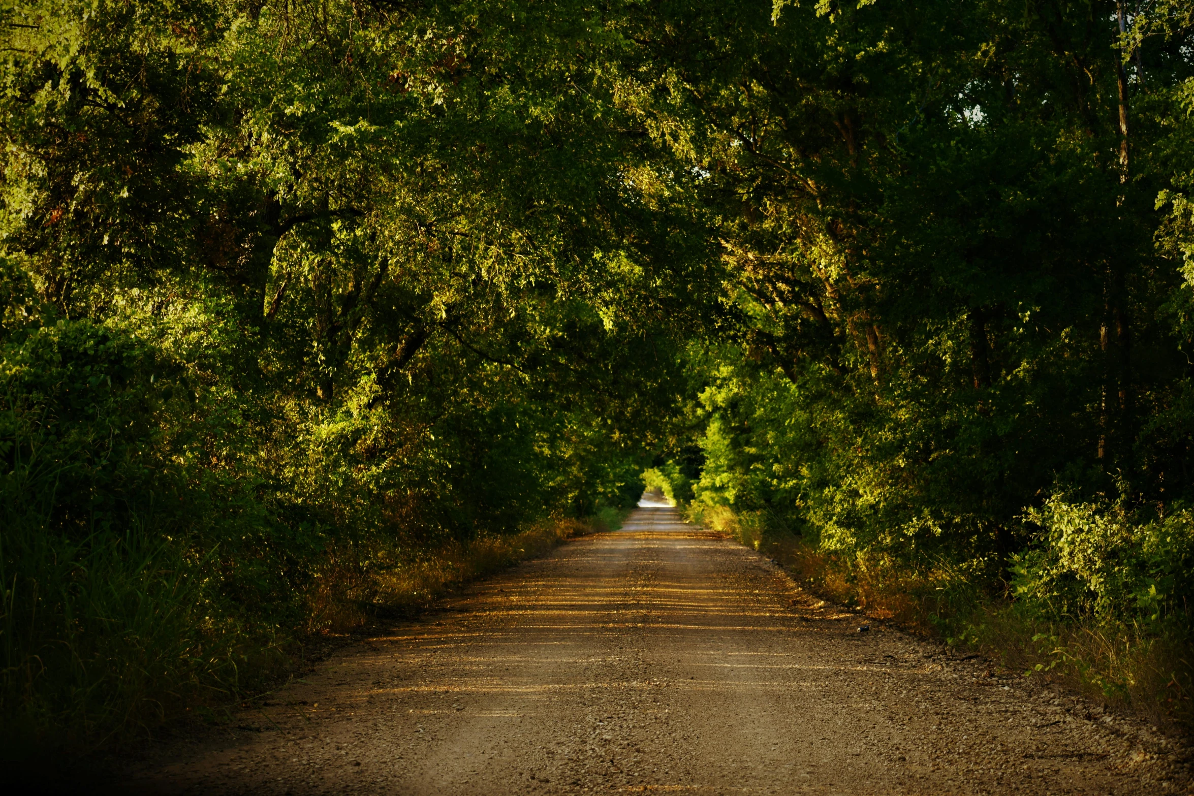 the sun shining through green trees is shown