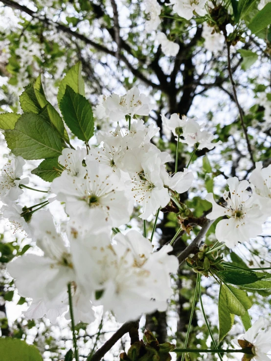 several white flowers in bloom on a tree