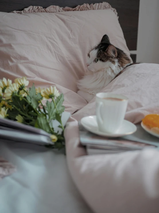 a cat sitting on top of a bed next to a cup of coffee