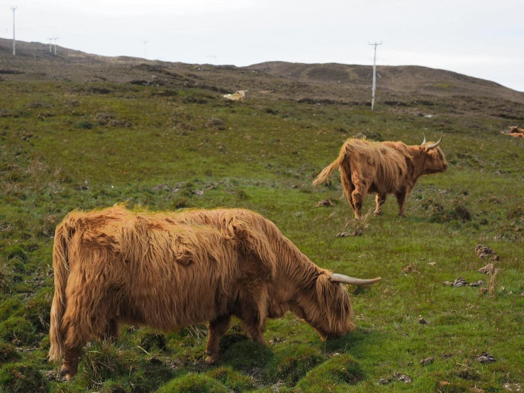 three hairy cows are grazing in the grassy field