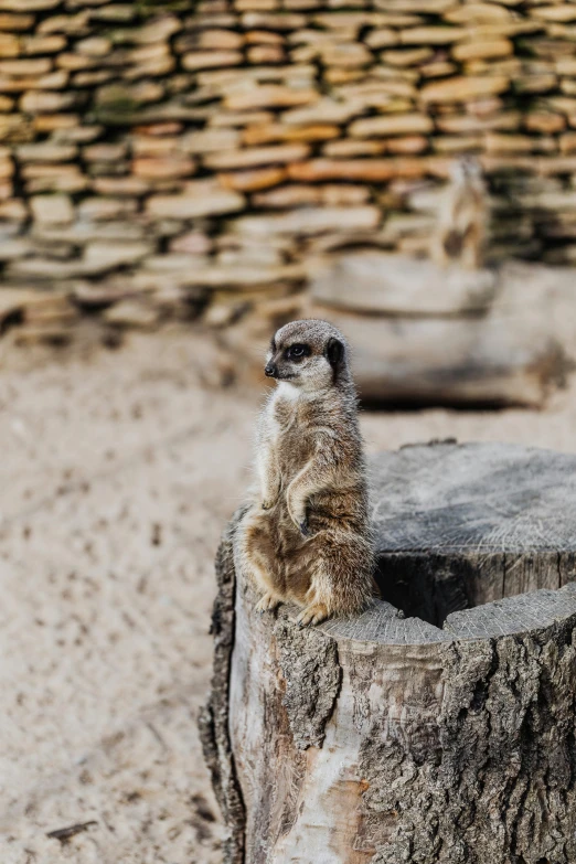 a yellow animal standing up on a rock