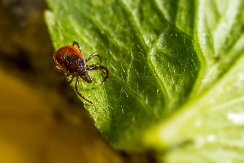 a tick that is on top of a leaf