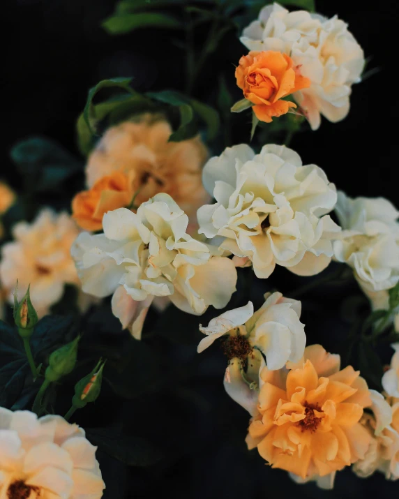 the white and orange flowers are blooming together