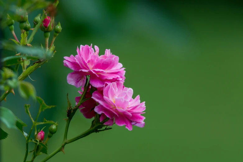 a pink flower in front of a green background