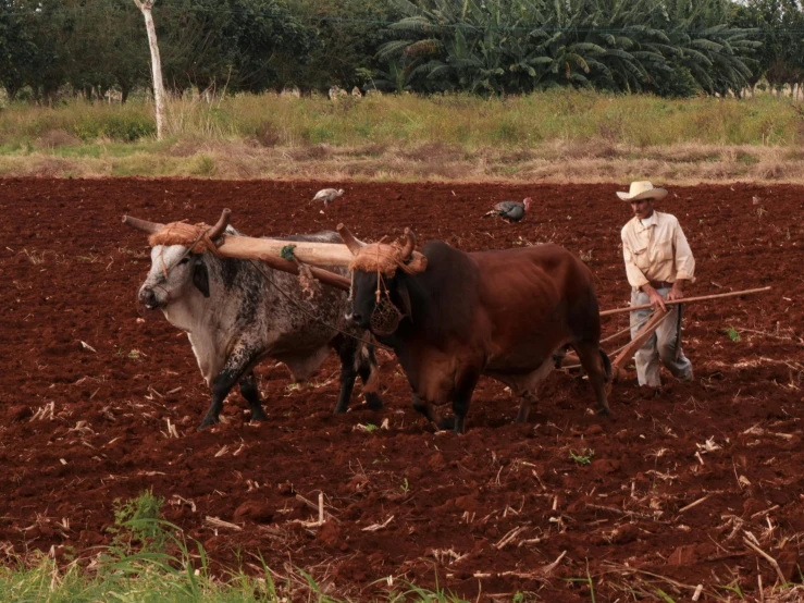 a man with two oxen plow in a field
