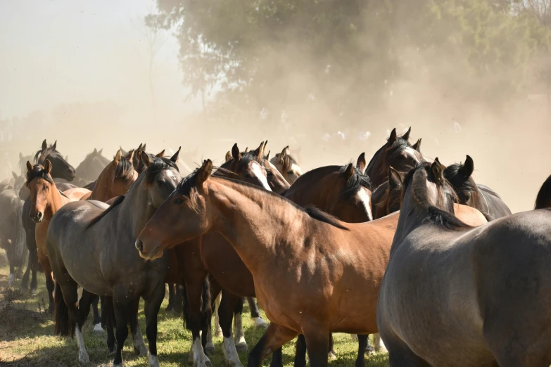 a herd of horses standing next to each other