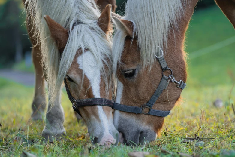 two horses graze on the grass outside