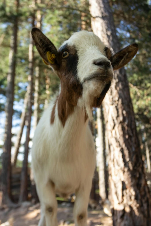 a small goat with brown markings and a head tilted to the side in front of trees