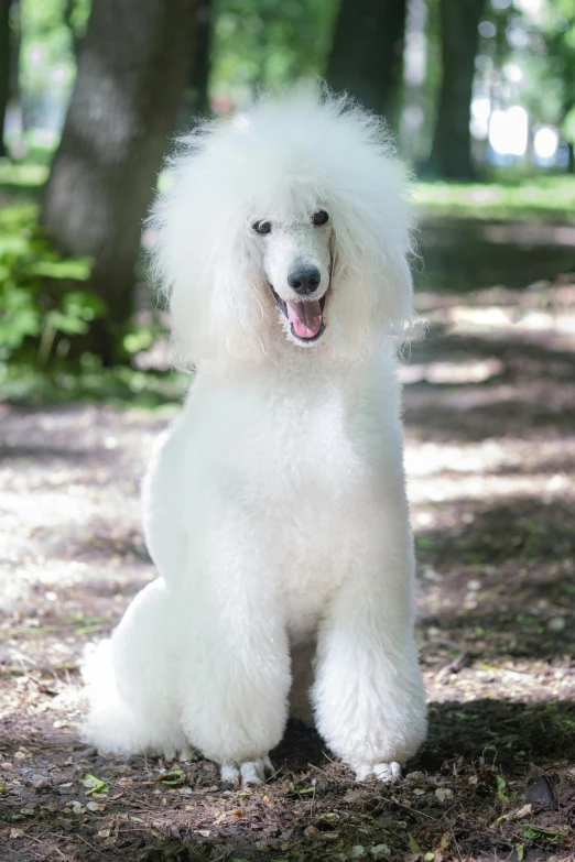 a white dog that is sitting down in the woods