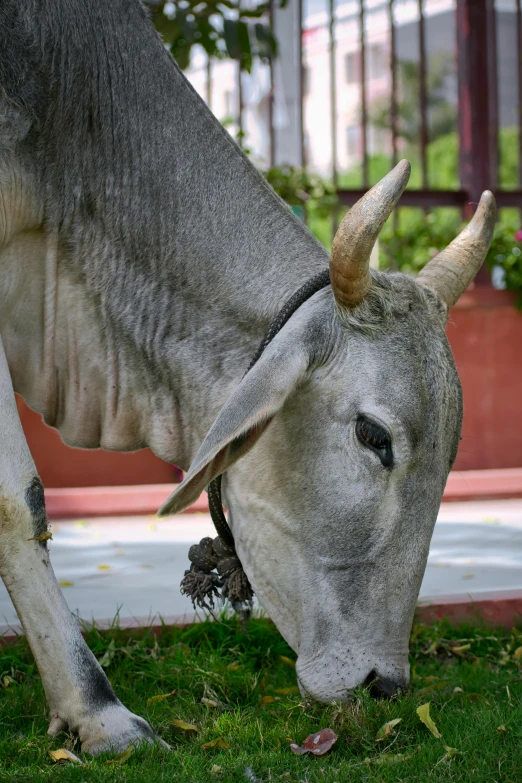 the gray bull with horns is standing in a grass area