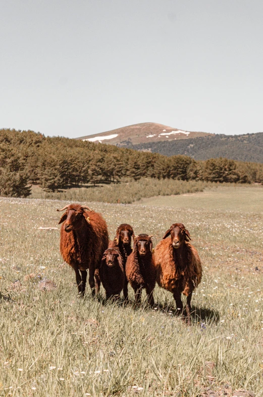 three brown sheep walking in an open field