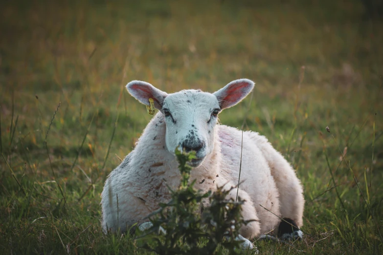 a close up view of a sheep in the grass