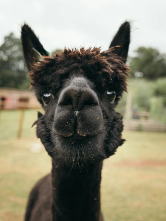 a close up image of a black llama face