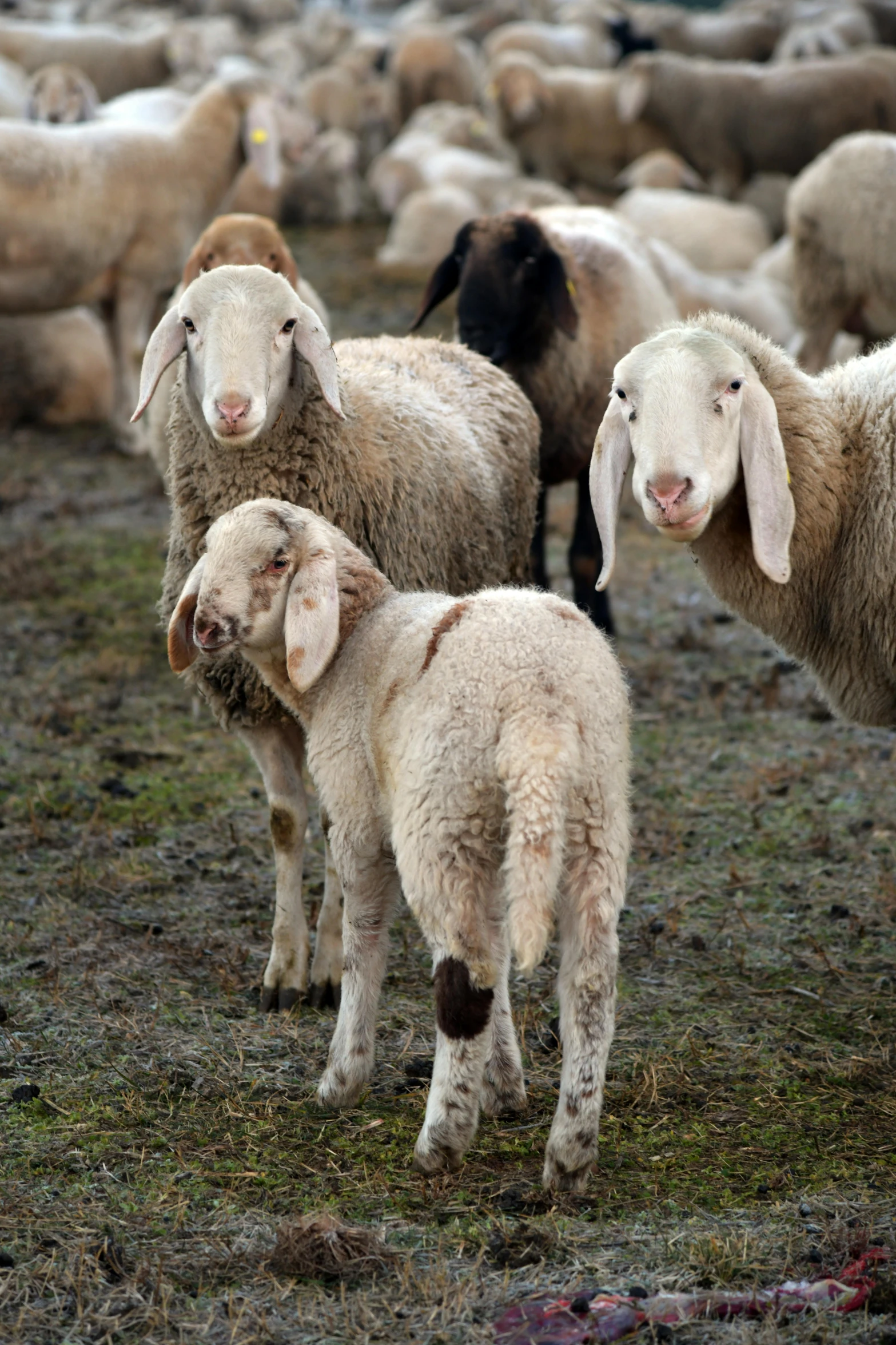 there are many sheep all together on the grassy ground