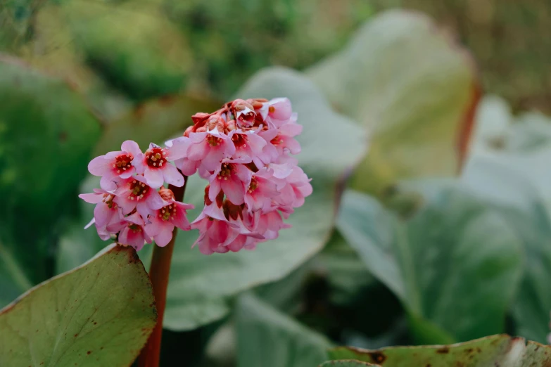 a flower with pink flowers sitting on green leaves