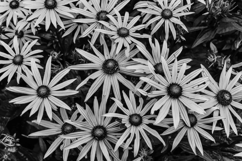 many different sized flowers growing next to each other