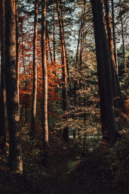 a pathway through the woods in the fall season