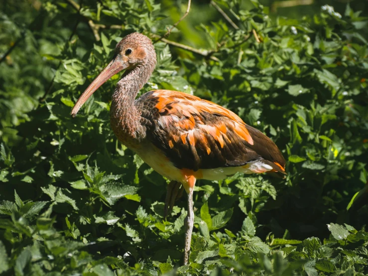 a large bird standing in the middle of tall grass