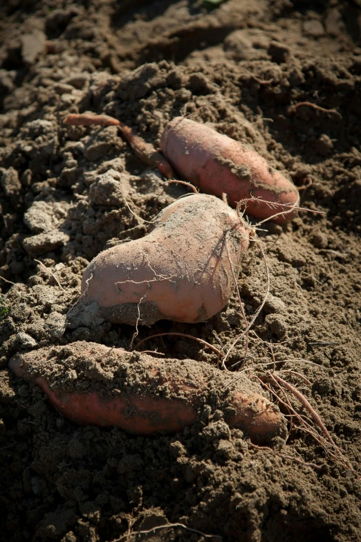 two old carrots laying in a dirt patch