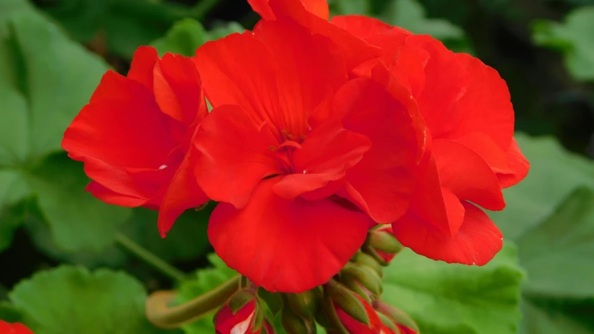 a red flower that is in a flower pot