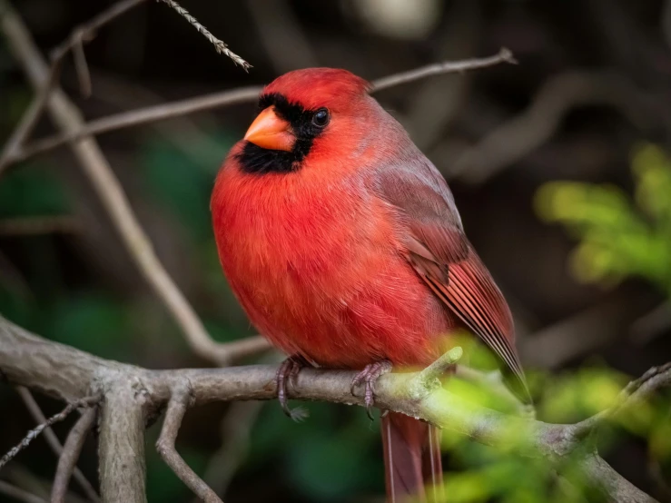 there is a red bird perched on a tree nch