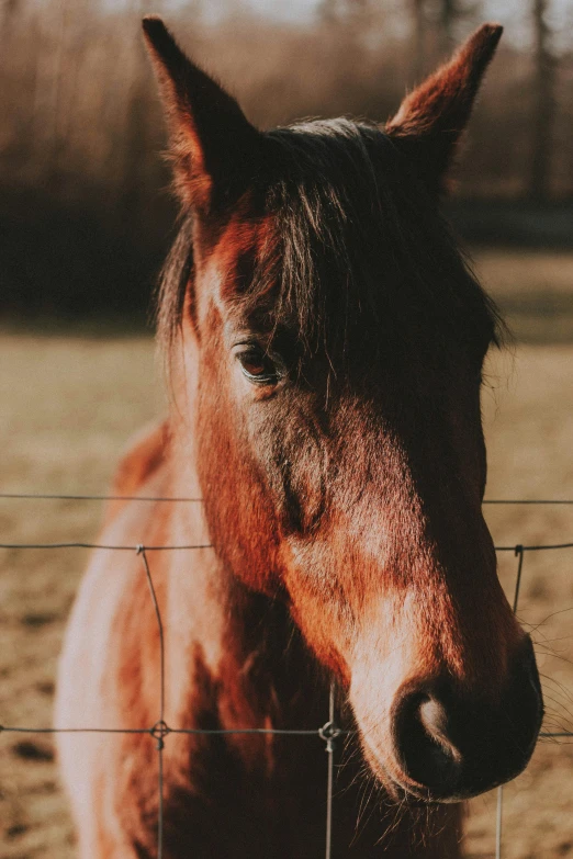 a horse standing by a wire fence