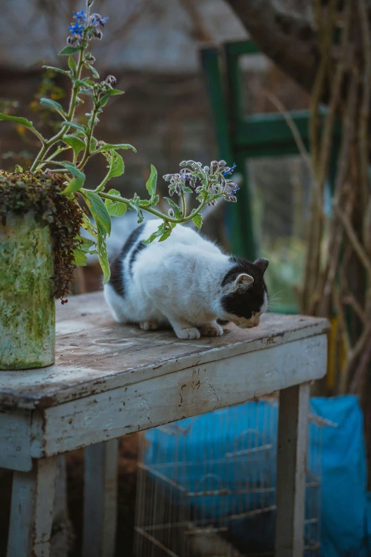 a cat sits on a table with blue flowers in it