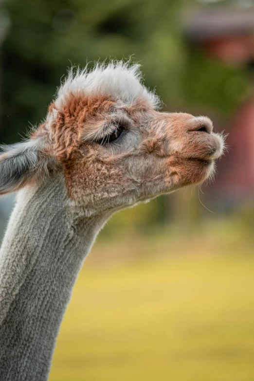 an alpaca is looking at soing by itself