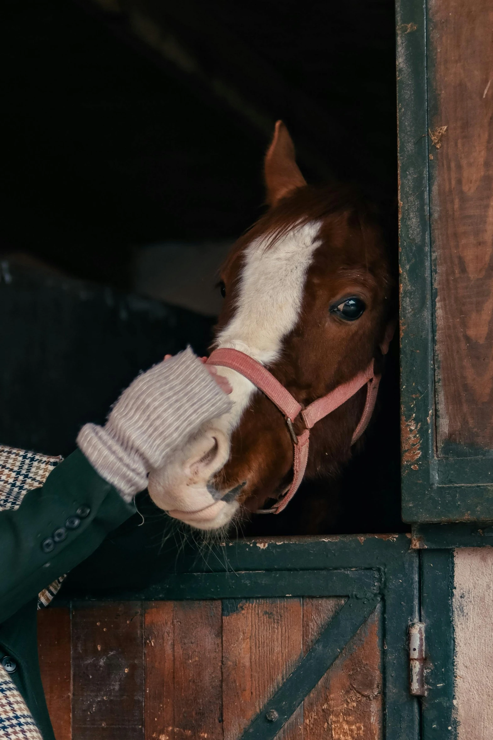 a person holding a horse in their hands