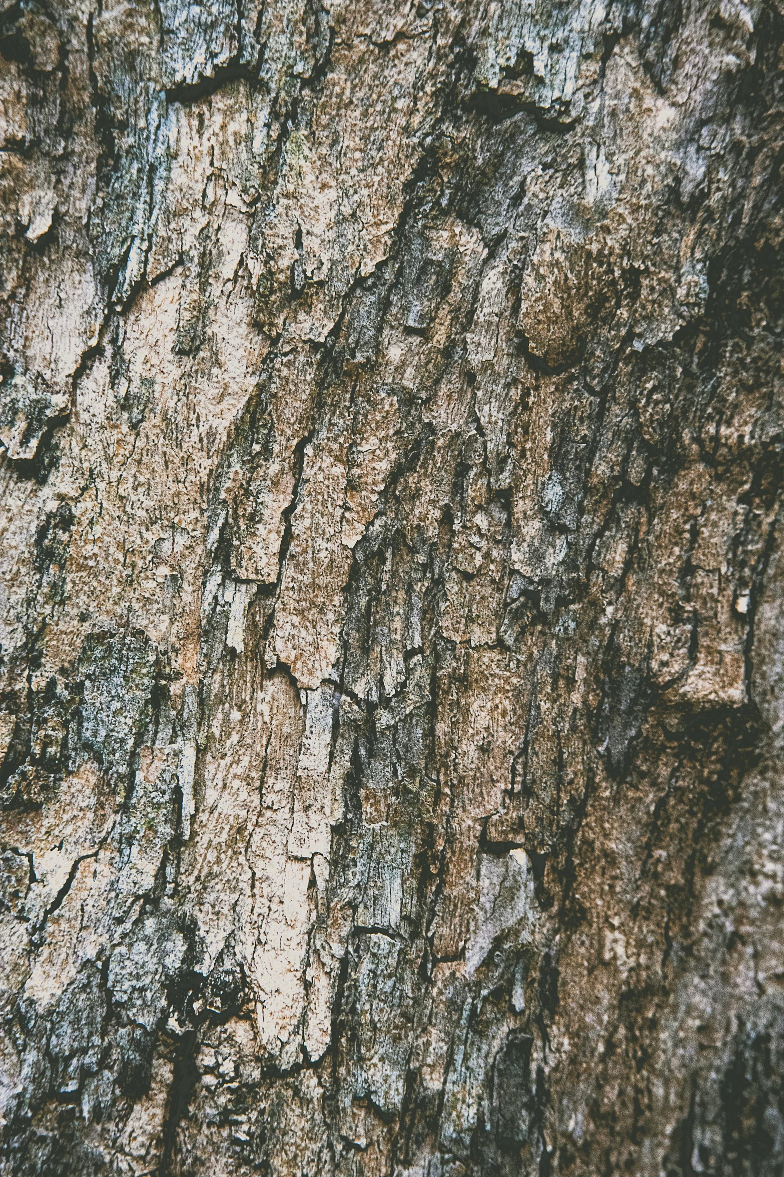 a dark colored rock texture with small dots