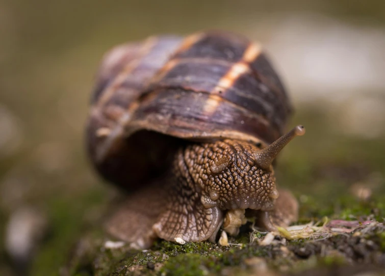 a small snail in front of a green grass