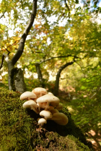 group of mushrooms on the side of a mossy tree