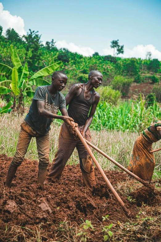 two men plow their land with a dog and pole