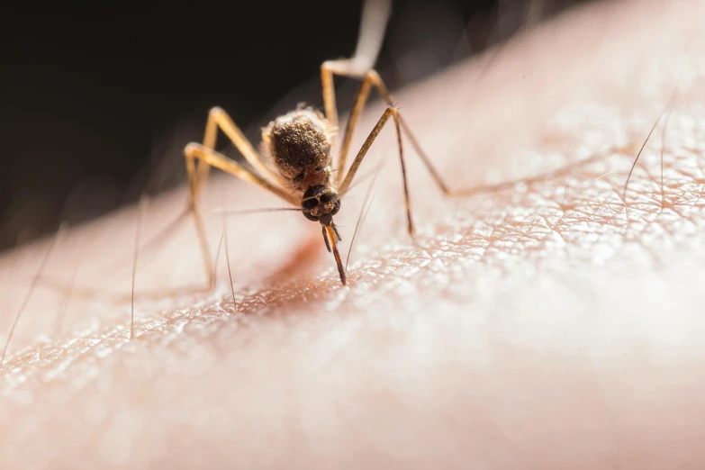 a mosquito on a human body in close up