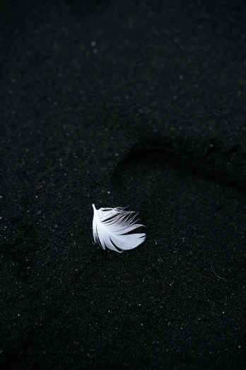 there is a feather that is on the ground