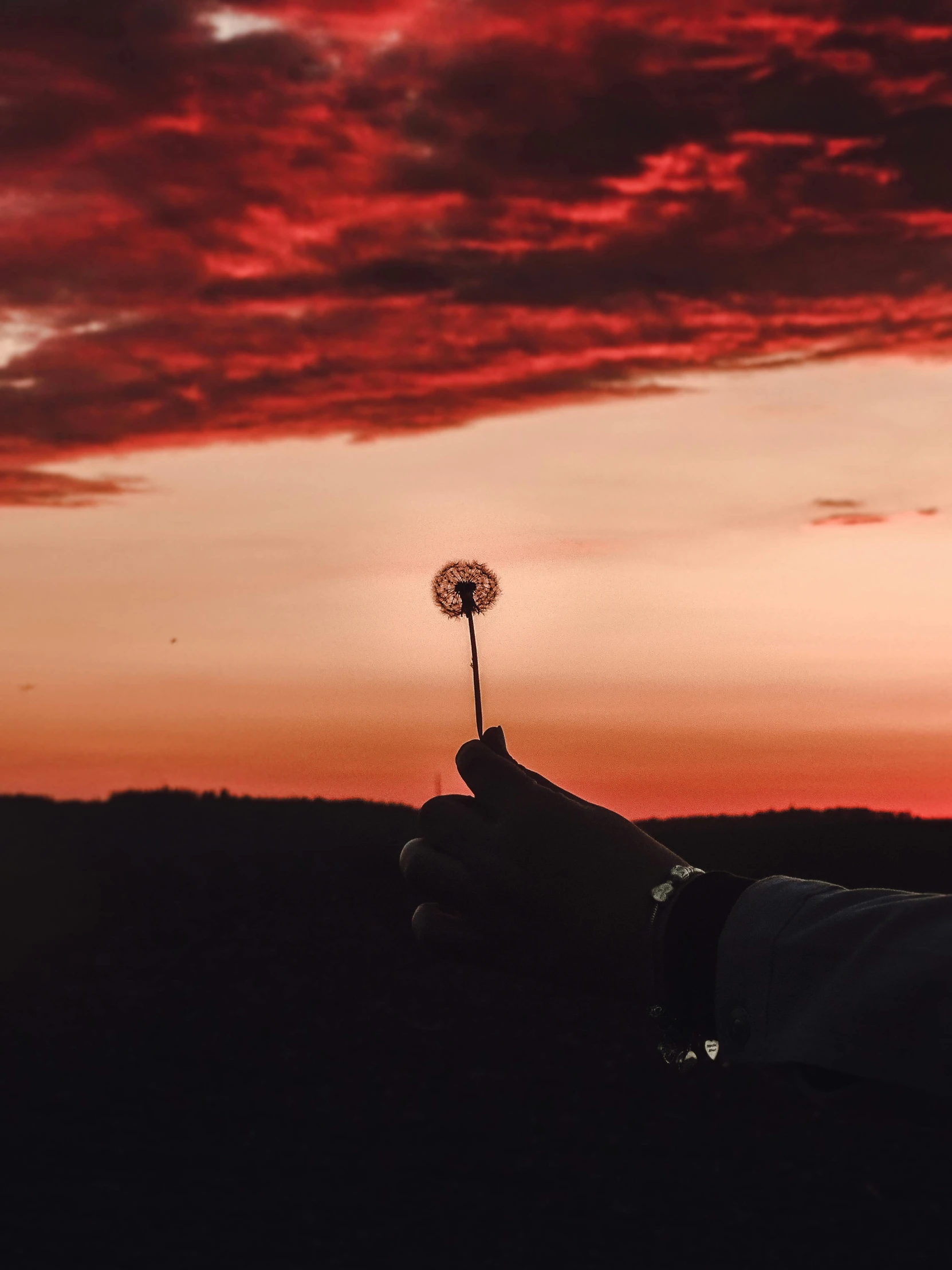 a person holding a dandelion in the middle of a sunset