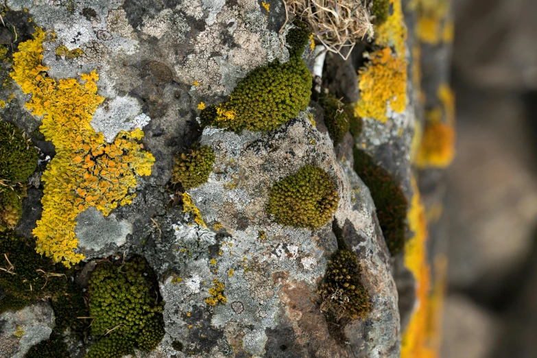 close up s of the moss and rocks of an area