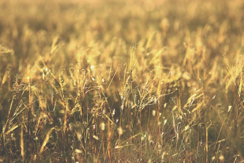 tall yellow grass with leaves on it in the wind