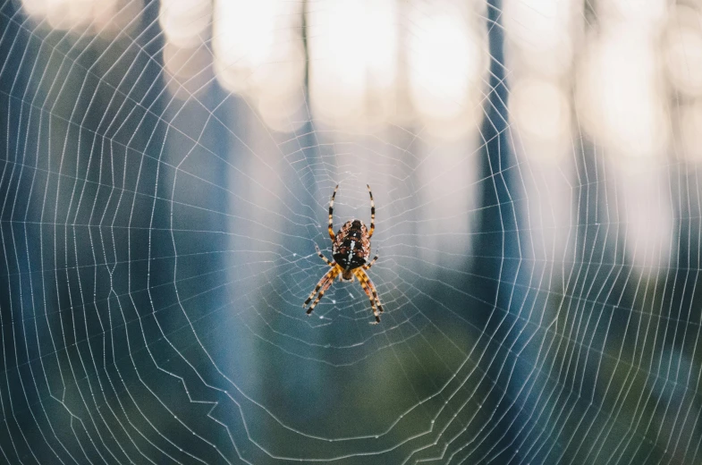 a spider caught in the middle of its web