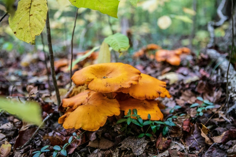 a small yellow mushroom next to green plants